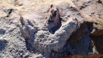 Під Варшавою археологи знайшли відбитки лап динозаврів (ФОТО) 