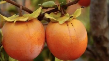 Підступна хурма: яка користь від цього солодкого осіннього фрукта та кому він протипоказаний