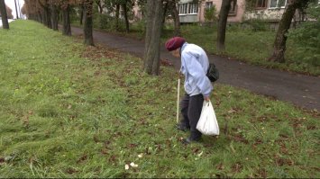  По 6 гривень за 1 кг: у Рівному розпал сезон збору каштанів