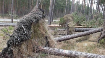 Польщу накрили гроза і буревій:двоє загиблих, знеструмлені тисячі домівок