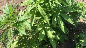 Понад 70 рослин конопель та два кілограми марихуани вилучили поліцейські на Рівненщині(ФОТО)