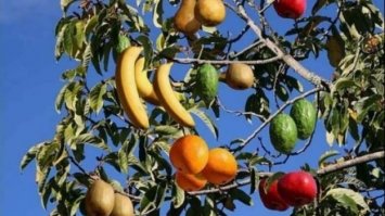 Селекціонер створив унікальне дерево, що дає десять різних видів плодів одночасно