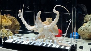 Шведський музикант вперше у світі навчив свого восьминога грати на піаніно