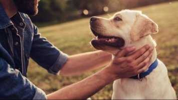Собаки можуть відрізнити свого господаря по одному лише голосу, - дослідження