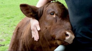 Суд Швеції став на захист самотньої корови