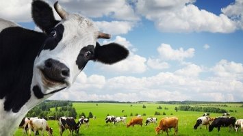 У Євросоюзі худоба продукує більше CO2, ніж автомобілі – Greenpeace