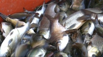 У Горинь запустили понад 100 тисяч рибин