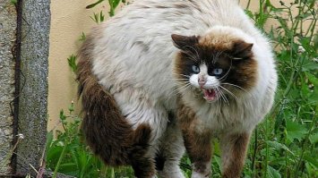  У Львові від сказу померла 40-річна жителька Волині