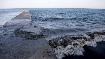 У морі біля Одеси нашестя морських черв`яків (ВІДЕО)