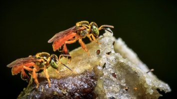 У Перу комахам вперше у світі надали юридичні права
