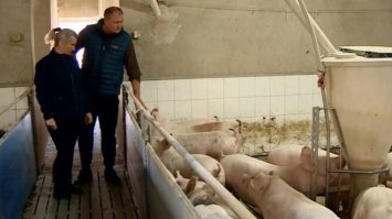  У Польщі фермера оштрафували за сморід зі свинарника: за нього вступився міністр