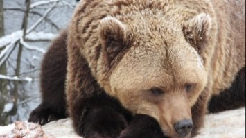 У реабілітаційному центрі на Закарпатті залягли у сплячку понад 30 ведмедів