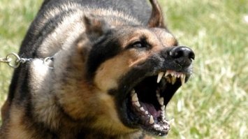 У Рівненському парку собака покусала півторарічну дівчинку за обличчя