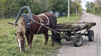 У селі на Рівненщині 11-річна дівчинка впала з підводи і травмувалась