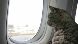 У Судані через кота на борту, літак повернувся до аеропорту