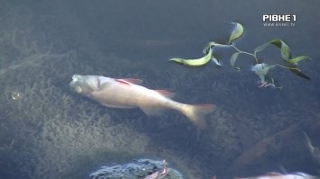 У водоймах Рівненського гідропарку гине риба
