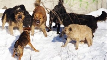 У Запоріжжі на чоловіка напала зграя собак, його госпіталізували