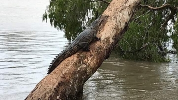 В Австралії через повінь евакуювали ціле місто, вулицею плавали крокодили