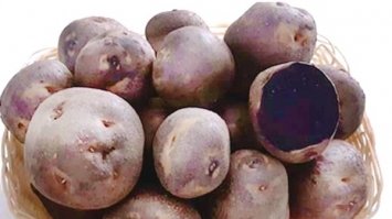 В Україні вивели картоплю з фіолетовим та червоним м’якушем
