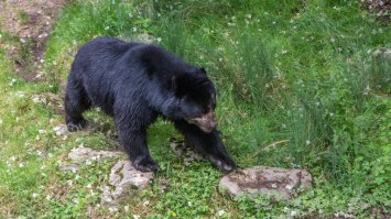 В Японії через масові напади ведмедів розгорнули війська
