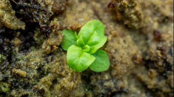 Вчені виростили насіння, яке зберігалося 142 роки