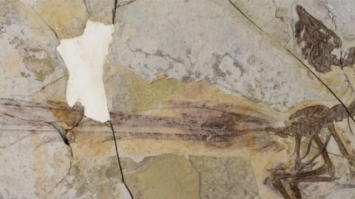 Вчені виявили останки динозавра, схожого на сучасних голубів