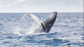 Вченим вдалося знайти спосіб підслуховувати китів в Арктиці