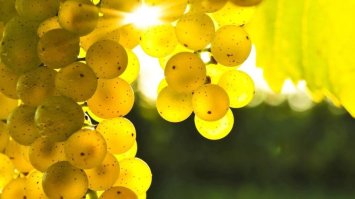 Виноград - справжній суперпродукт
