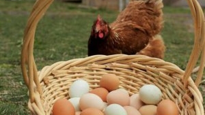 Якщо їсти яйця щодня, що буде з організмом