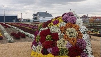 Зацвіли тисячі кущів: неподалік Чернівців з’явилося хризантемове поле - відео