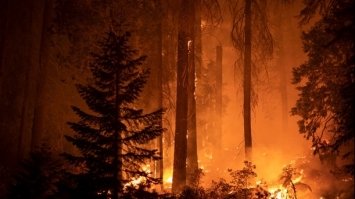 Земля у вогні: вчені з ООН прогнозують зростання екстремальних лісових пожеж