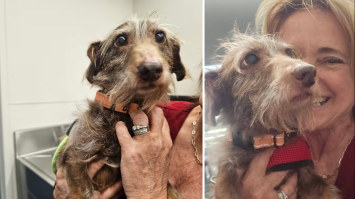 Зниклий пес через п’ять років через тисячі кілометрів повернувся дому